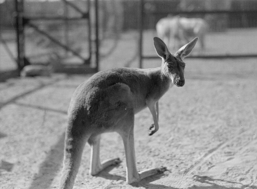 Kangaroo.